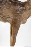 animal skin doe fur 0011